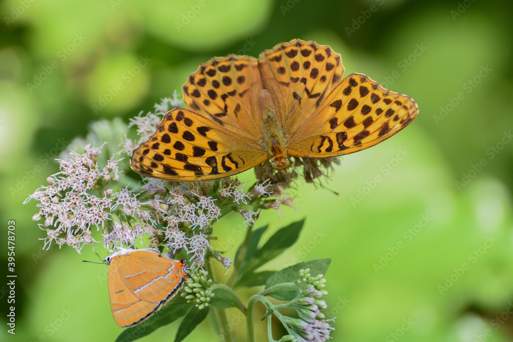 Obraz premium Tabac d'espagne sur fleur en provence
