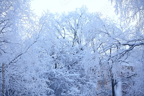 branches covered with hoarfrost background, abstract landscape snow winter nature frost © kichigin19