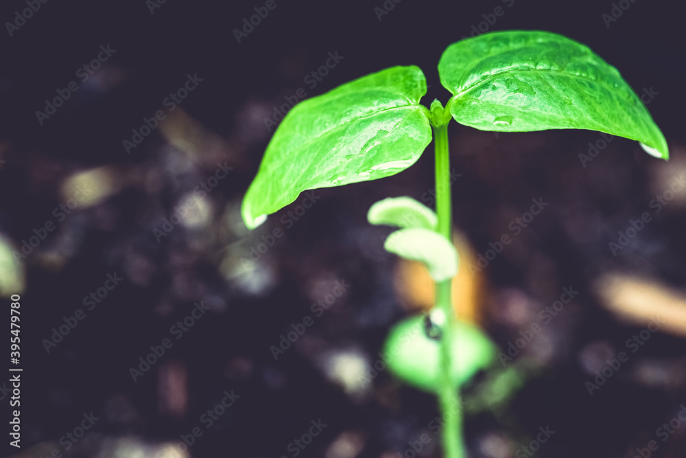Green bean sprouts growing Green bean sprouts growing
