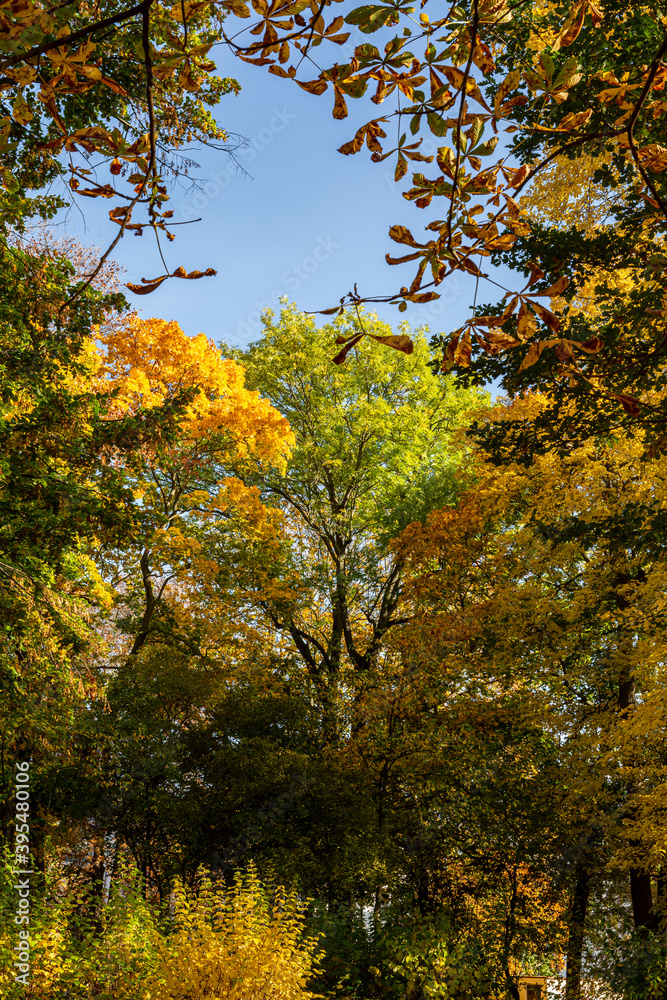Naklejka premium Beautiful colorful foliage of trees during autumn season.