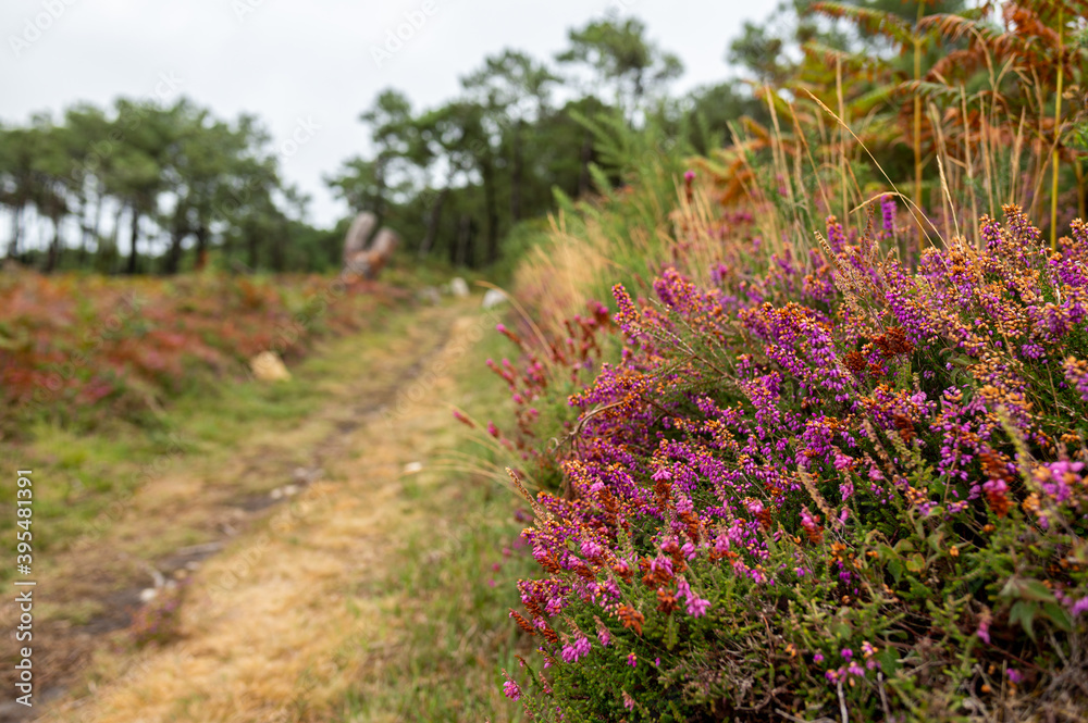 Flowering heather on a cloudy day in late summer Flowering heather on a cloudy day in late summer