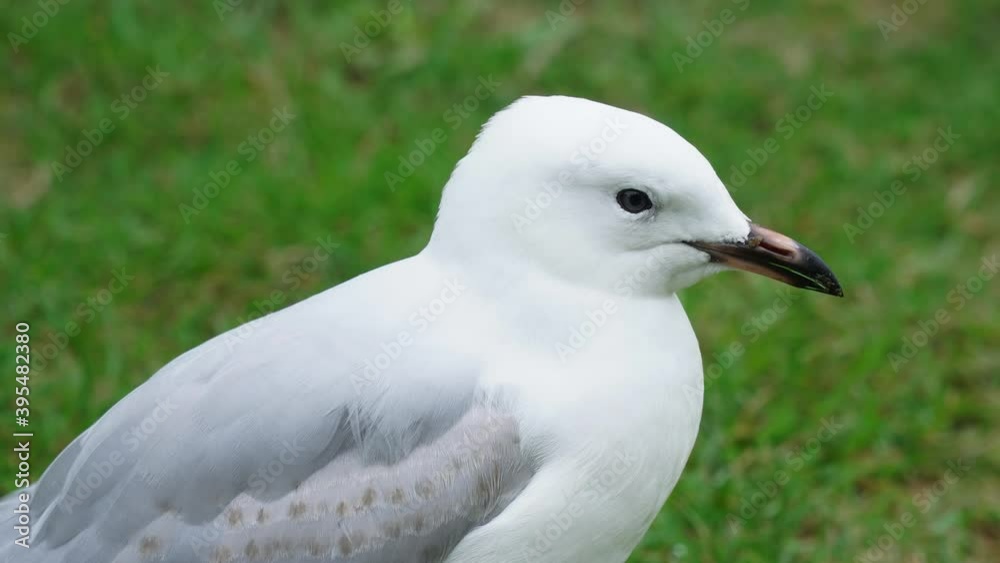 Close-up of a white seagull on the grass Close-up of a white seagull on the grass