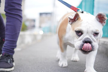 Leinwandbilder Französische Bulldogge Englischer Bulldoggen-Welpe beim Spaziergang  © hiro studio