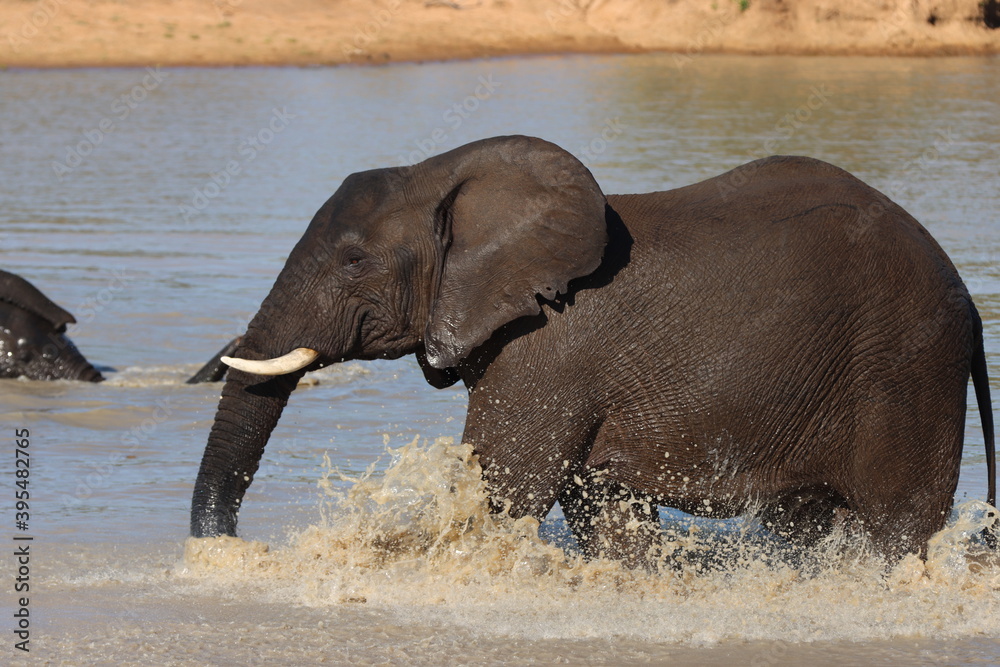 Young Elephant bulls playing in water