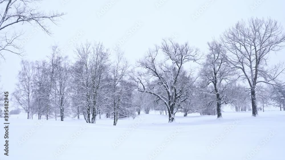 Snowflakes falling on the trees in the winter woods Snowflakes falling on the trees in the winter woods