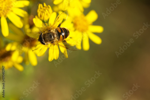 Scheinbienen-Keilfleckschwebfliege oder Mistbiene (Eristalis tenax) © gebut