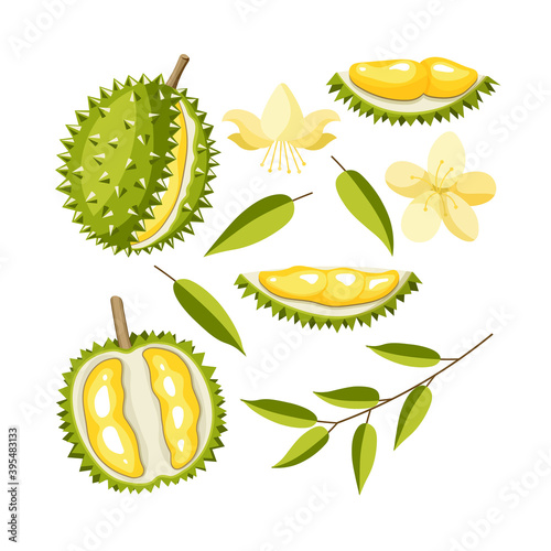 A set of durian vectors. Exotic fruit whole, halves, leaves, flower isolated on a white background. Vegetarian vegan fresh raw food. Juicy, bright tropical fruits. Cartoon style.