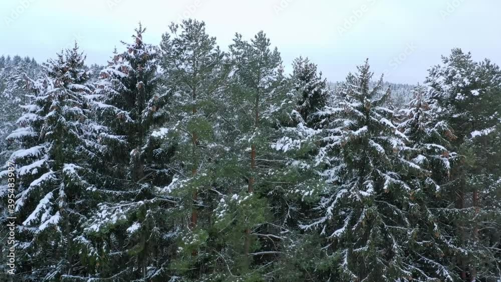 Aerial view of snowy cedar forest landscape, snowflakes fluttering in the wind Aerial view of snowy cedar forest landscape, snowflakes fluttering in the wind