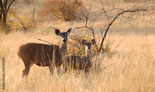 Curious deer mother and her baby looking up, while browsing around during the sunrise in the Ranthambhore National Park in India photo