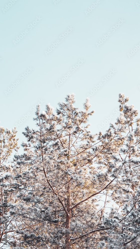 Top of pine trees after snowfall. Winter in forest. Snowy weather in wood at sunny day. Natural background with copy space. Top of pine trees after snowfall. Winter in forest. Snowy weather in wood at sunny day. Natural background with copy space.