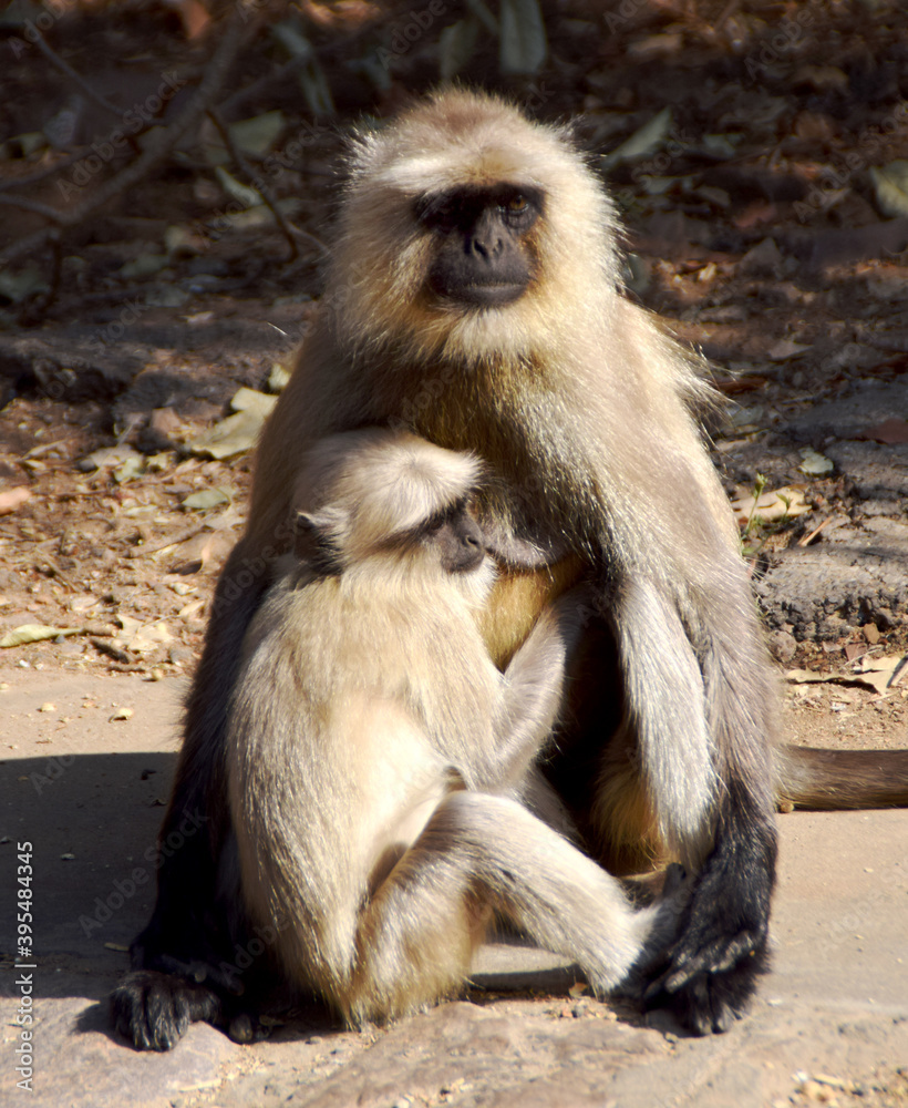 Monkey mother and her baby sitting still and just enjoying the sunshine at Ranthambhore National Park in India