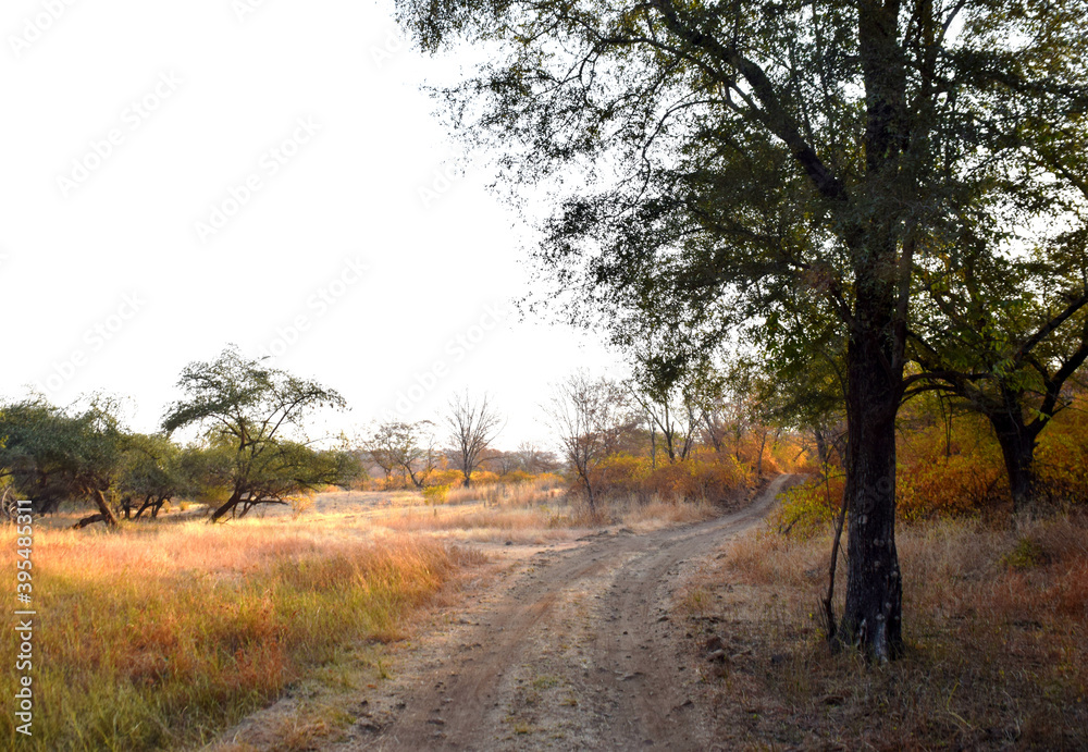 Sunrise landscape in India national reserve with no people or wildlife around. Photo taken in Rajesthan, India Sunrise landscape in India national reserve with no people or wildlife around. Photo taken in Rajesthan, India