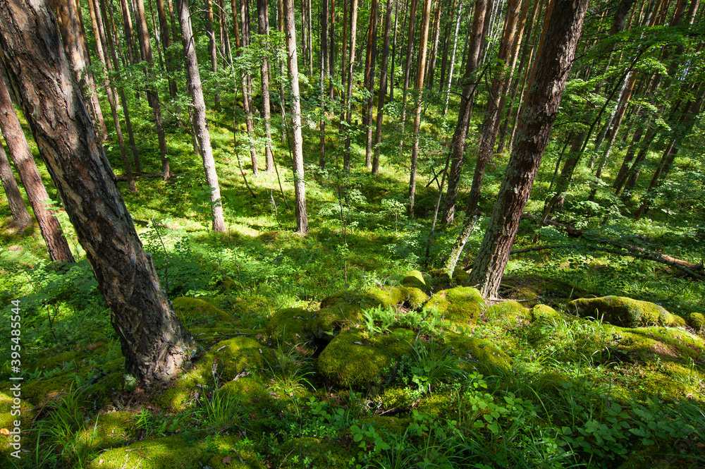 Fototapeta premium A green moss in a pine forest