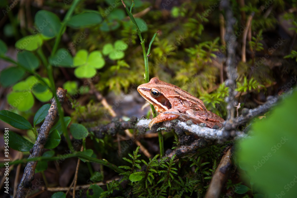 A frog (Rana arvalis) on a forest floor A frog (Rana arvalis) on a forest floor