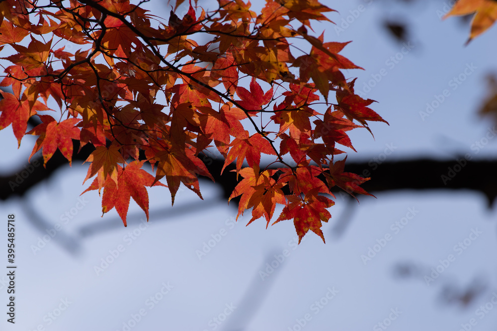 赤く色づくカエデ