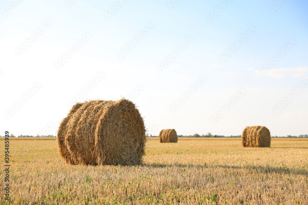 Fototapeta premium Round rolled hay bales in agricultural field on sunny day