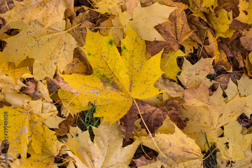 autumn yellow leaves on the ground 