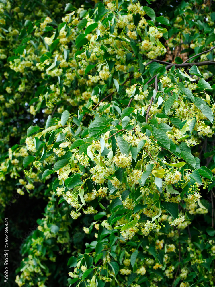 Kwiaty Lipy (Tilia) są stosowana w ludowym lecznictwie i są miododajne i bardzo aromatycznym zapachu Kwiaty Lipy (Tilia) są stosowana w ludowym lecznictwie i są miododajne i bardzo aromatycznym zapachu