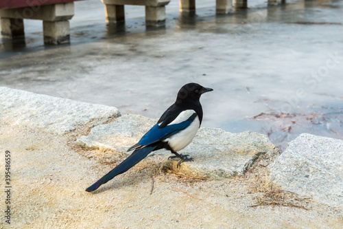 Pica pica bird, also called Eurasian Magpie perching at the stone next to the lake with frozen water in Gyeongbokgung palace in Seoul, South Korea