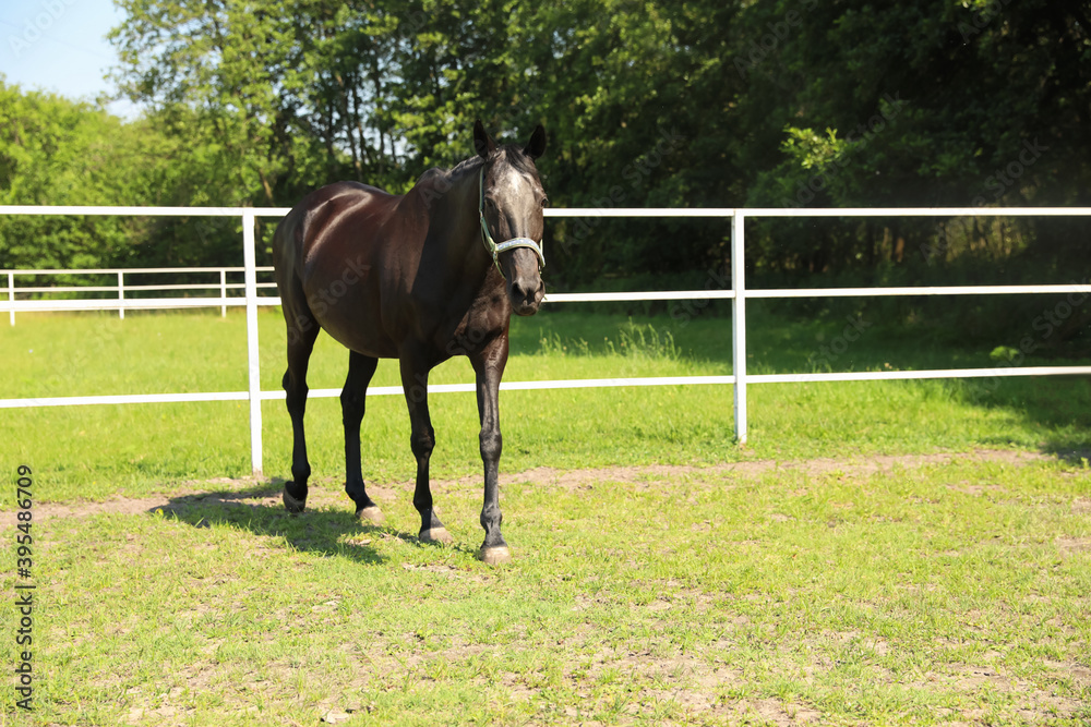 Dark bay horse in paddock on sunny day. Beautiful pet Dark bay horse in paddock on sunny day. Beautiful pet