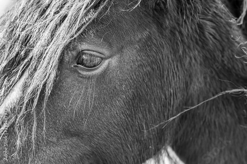 Close up of a wild horse. Focus is on the eye. Black & White
