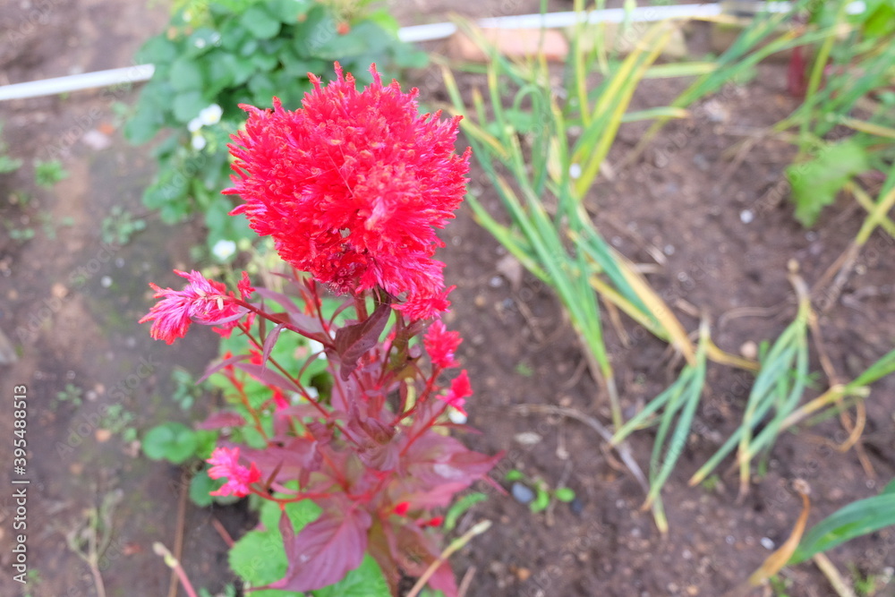 Garden flowers: mallow, feathery celosia, zinnia, stem-rose. Garden flowers: mallow, feathery celosia, zinnia, stem-rose.