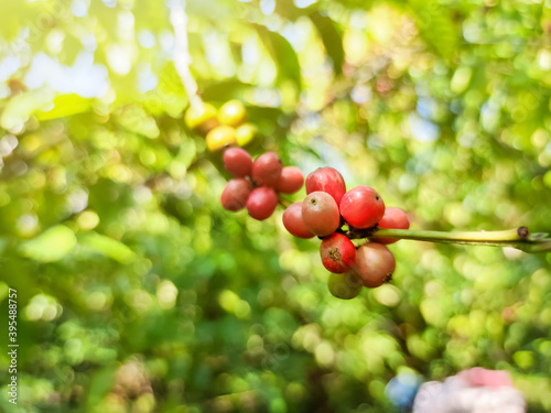 Red coffee beans, tree coffee farm 