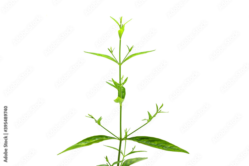 Obraz premium Fresh of Andrographis paniculata plant on white background use for herbal product