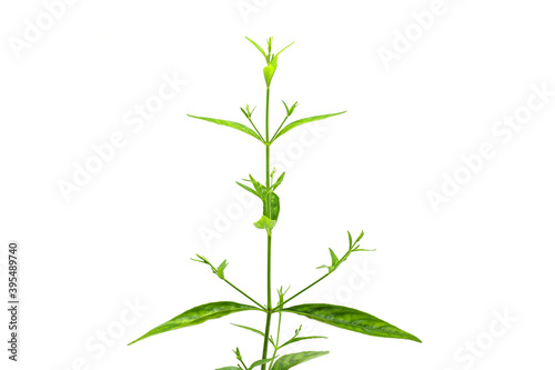 Fresh of Andrographis paniculata plant on white background use for herbal product
