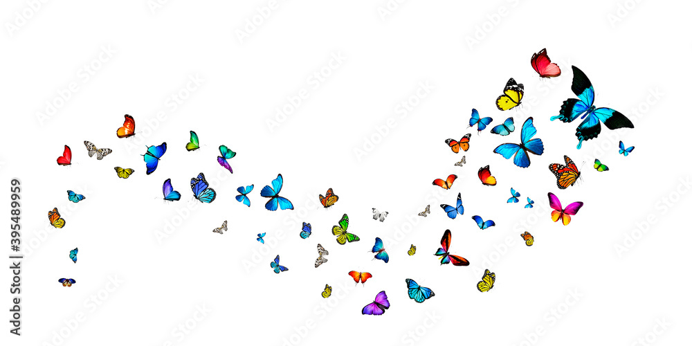 Butterflies Stock Image In White Background 
