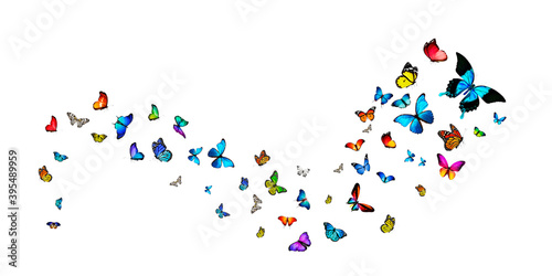Canvas Print Butterflies Stock Image In White Background