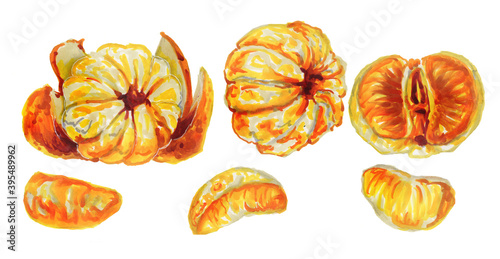 Watercolor set of whole tangerines and slices isolated on a white background. Botanical watercolor illustration of the fruits of Mandarin orange without a peel.Christmas plants. New year's fruit.