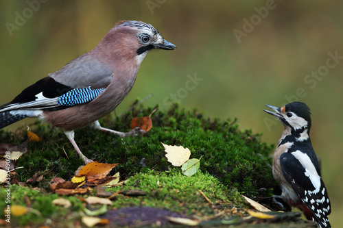 Jay against Great Woodpecker