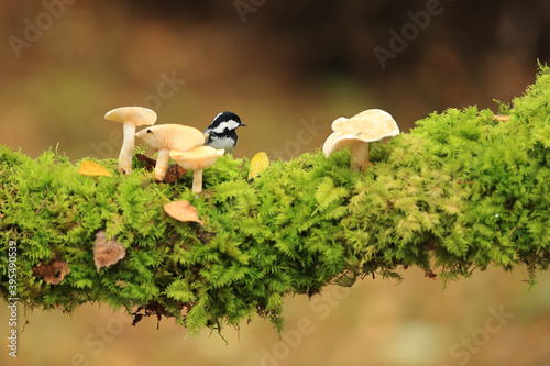 Coal tit with mushrooms on the branch
