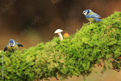 Blue tit on branch in the garden