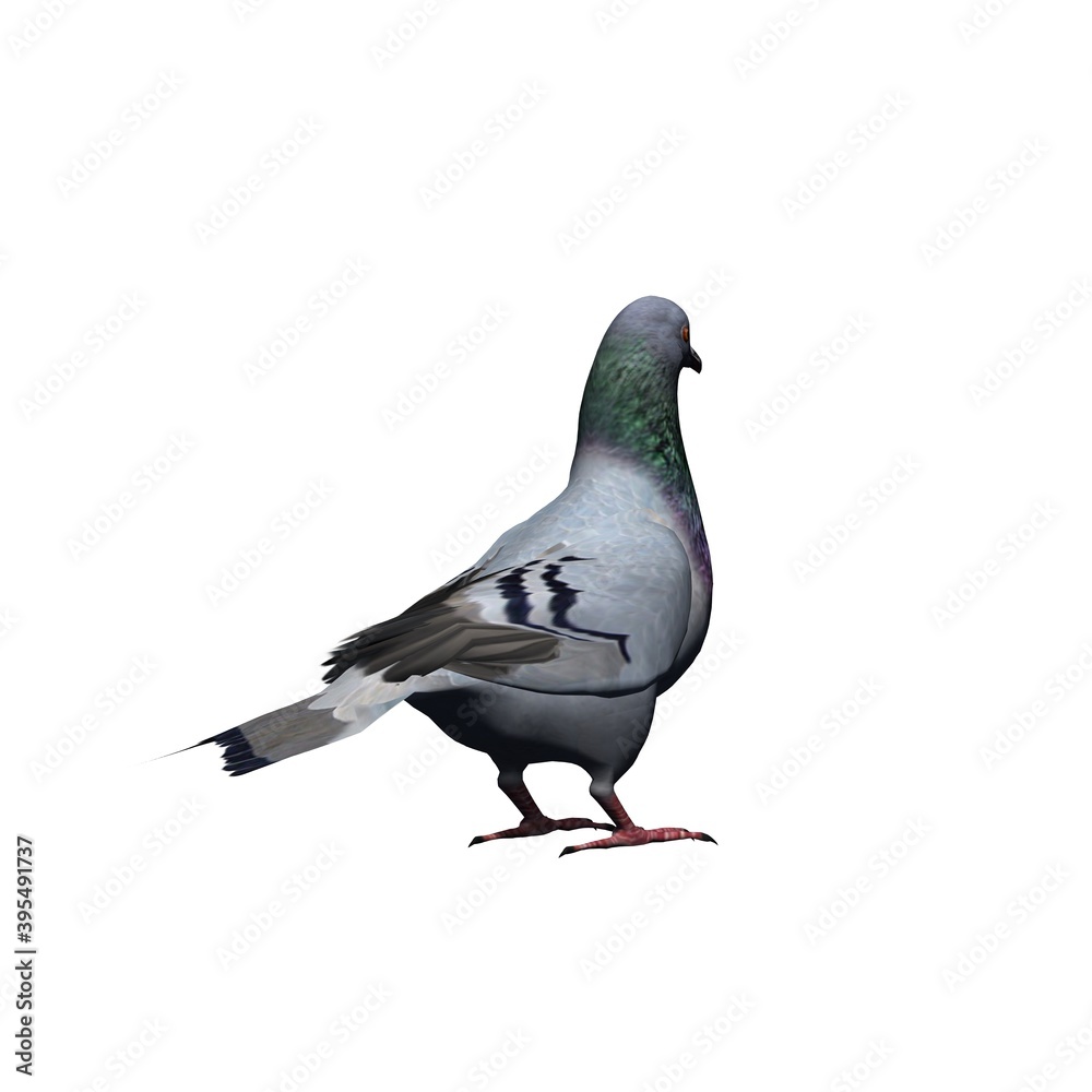 Farm animals - pigeon - isolated on white background - 3D illustration Farm animals - pigeon - isolated on white background - 3D illustration