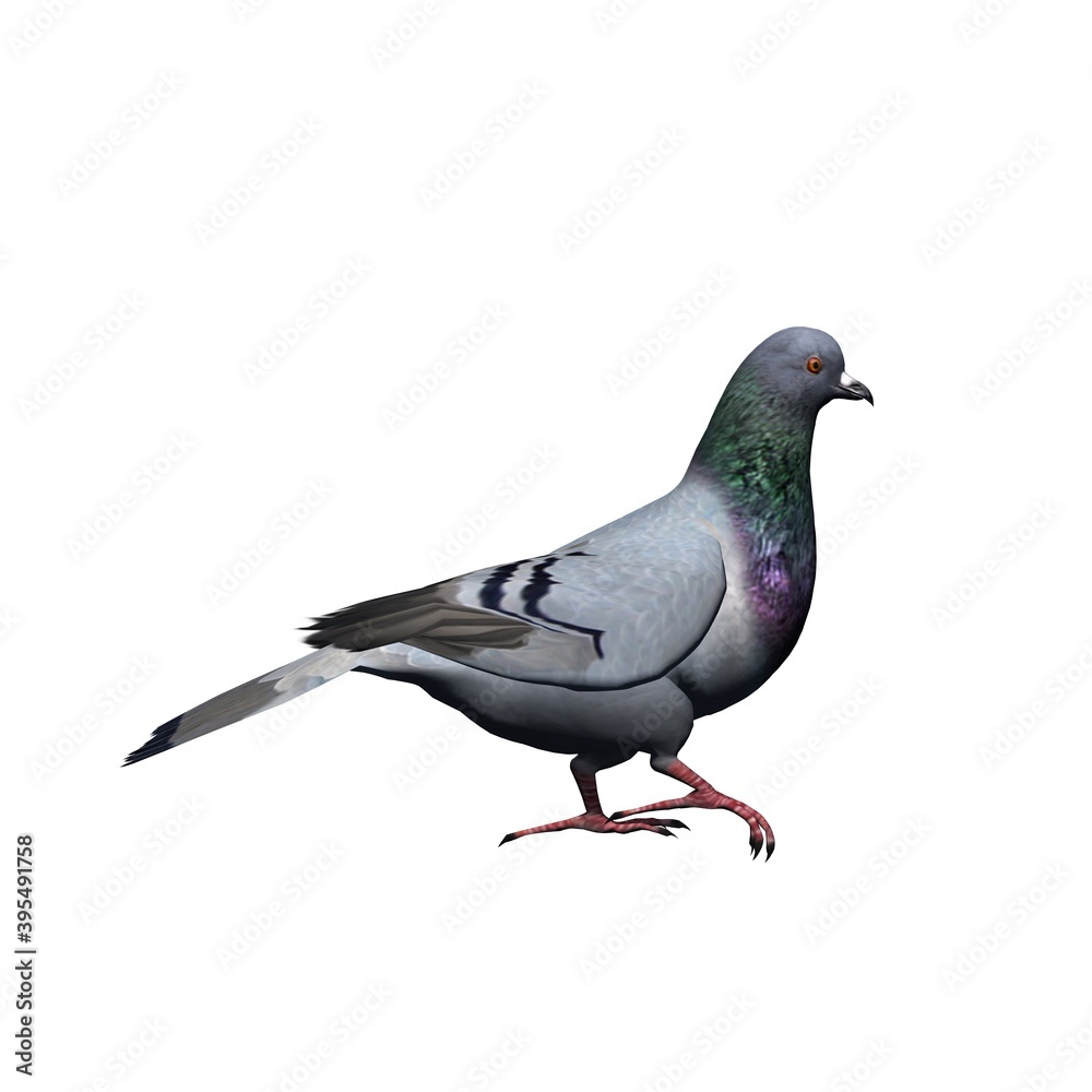 Farm animals - pigeon - isolated on white background - 3D illustration Farm animals - pigeon - isolated on white background - 3D illustration