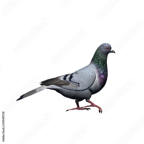 Farm animals - pigeon - isolated on white background - 3D illustration © sabida