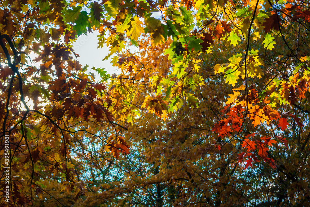 Bunte Herbst Baumkronen von unten aufgenommen