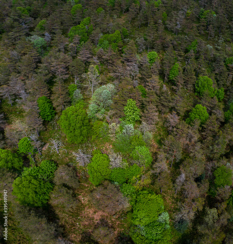 Beech and Pine Scots forest, Springtime, Agüera de Montija, Merindad de Montija, Las Merindades, Burgos, Castilla y Leon, Spain, Europe © JUAN CARLOS MUNOZ
