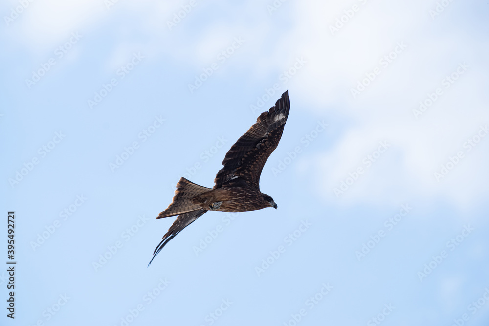 Obraz premium 羽ばたく猛禽類 トビ