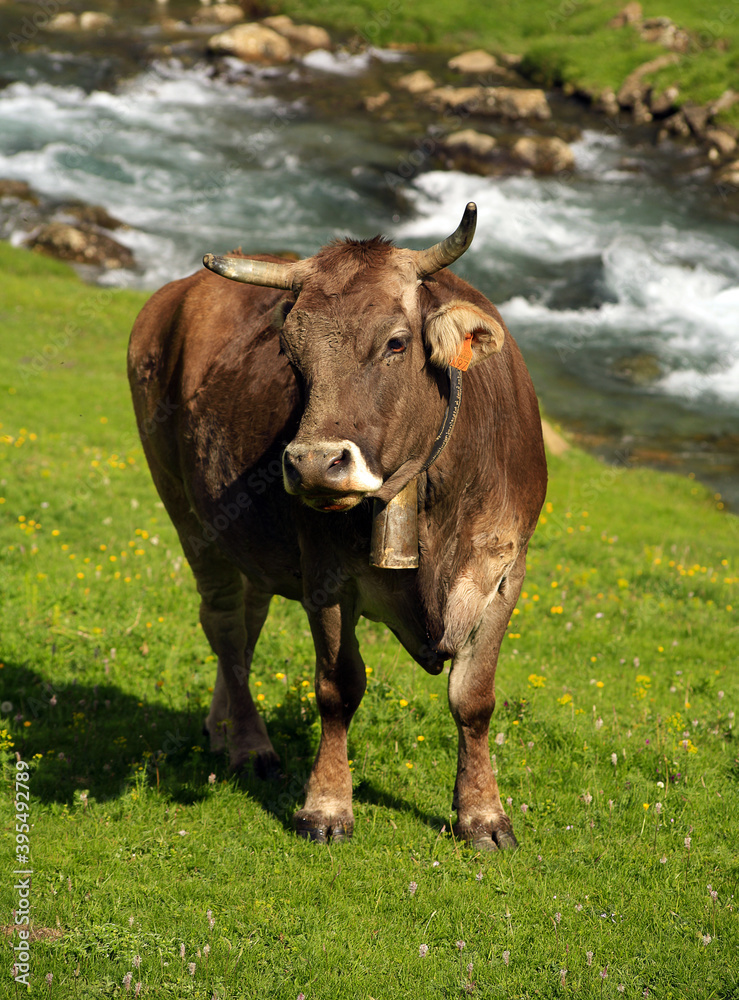 Vaca en prado verde