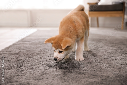 Fotografie Adorable akita inu puppy near puddle on carpet at home