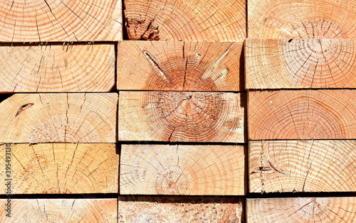 Pine tree cut wood background. Wood texture with sun light.