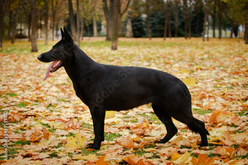 A black German shepherd dog standing in a rack in the park against a background of fallen leaves.