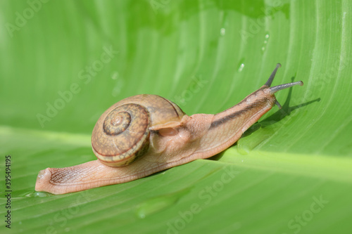 Large tropical snail on a wet banana tree leaf