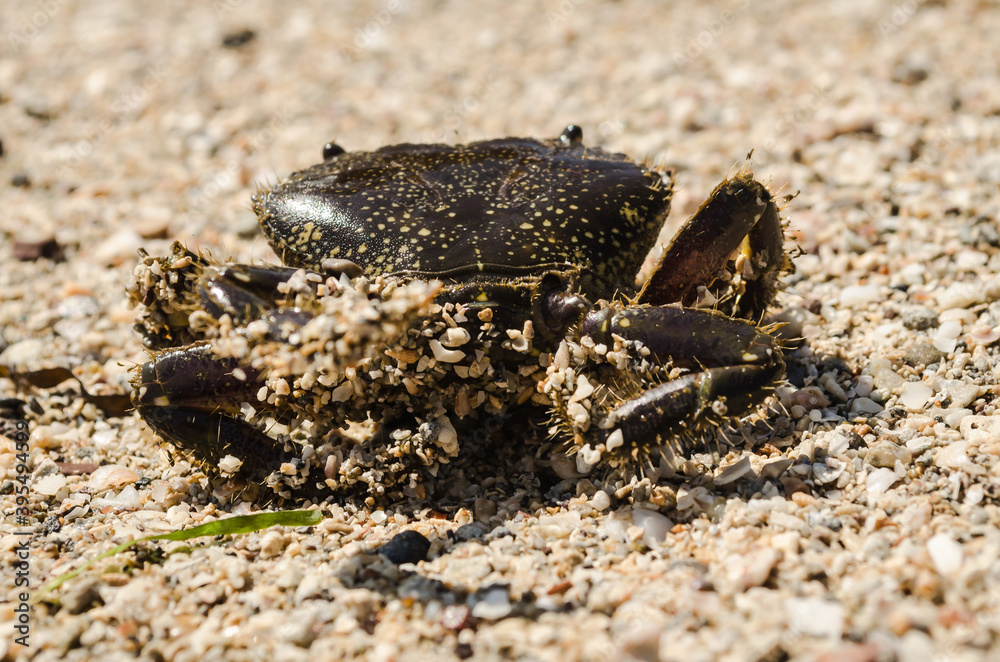 Sea crab on the beach shore 
