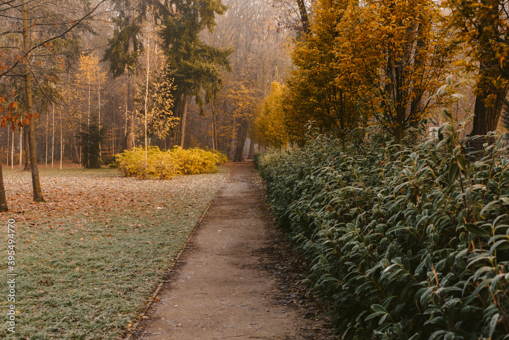 sunrise in the park and fog, the beginning of winter