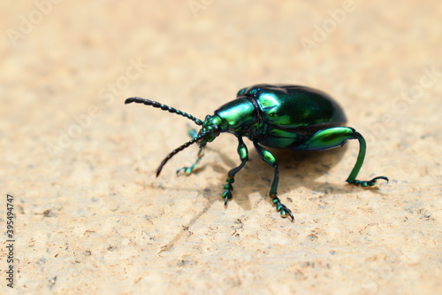 Close up shot of a metallic green beetle on a marble surface