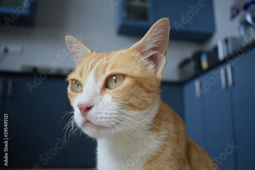Gorgeous cat on the background of modern kitchen